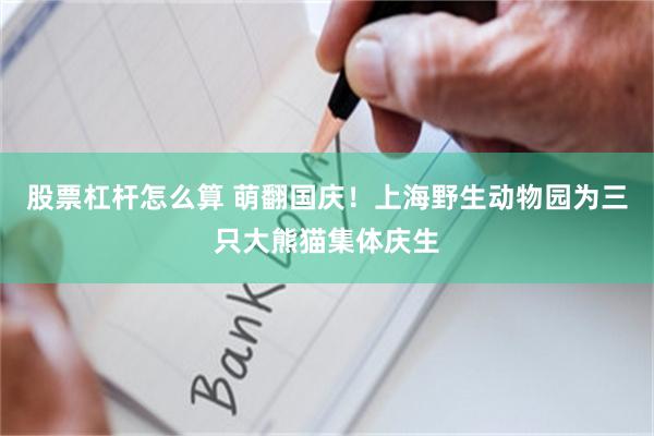 股票杠杆怎么算 萌翻国庆！上海野生动物园为三只大熊猫集体庆生